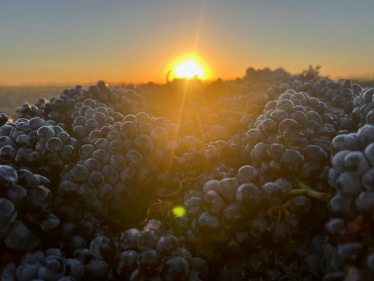 2023 “Vintage A.F. (and fine)” Carignan
